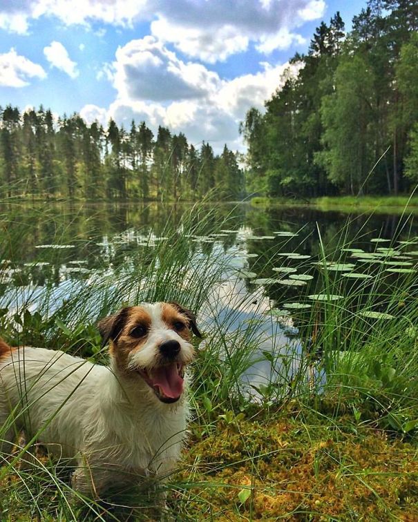 puppy-explored-20-countries-5