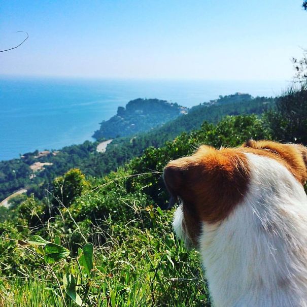 puppy-explored-20-countries-6