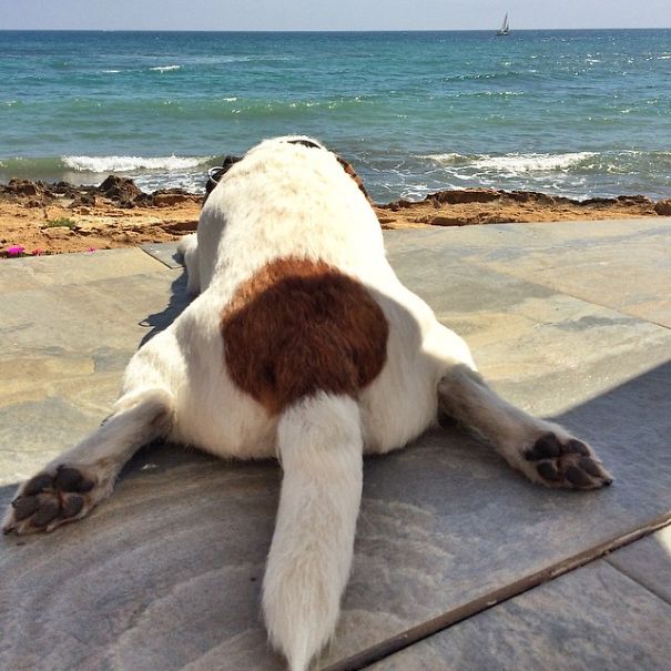 puppy-explored-20-countries-8