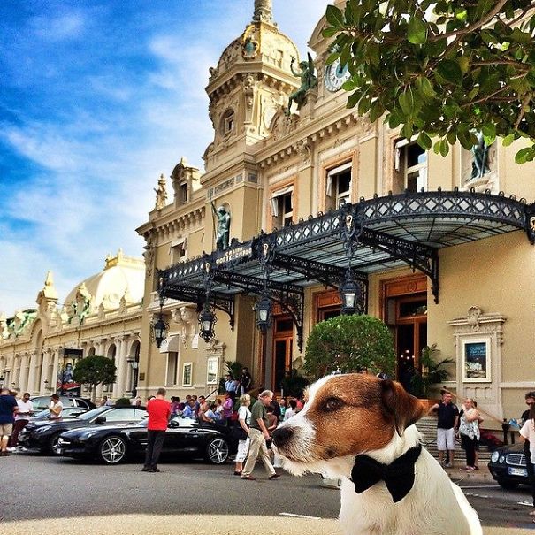 puppy-explored-20-countries-9