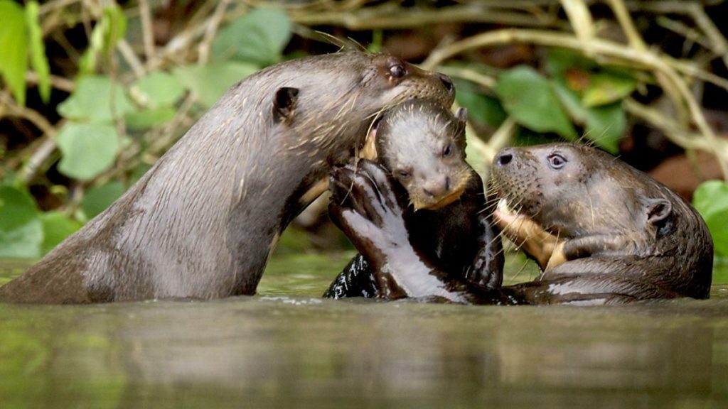 A family will defend 5 km2 of lake, regularly patrolling the borders of its territory