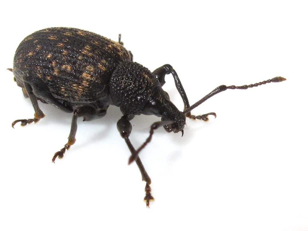 weevil