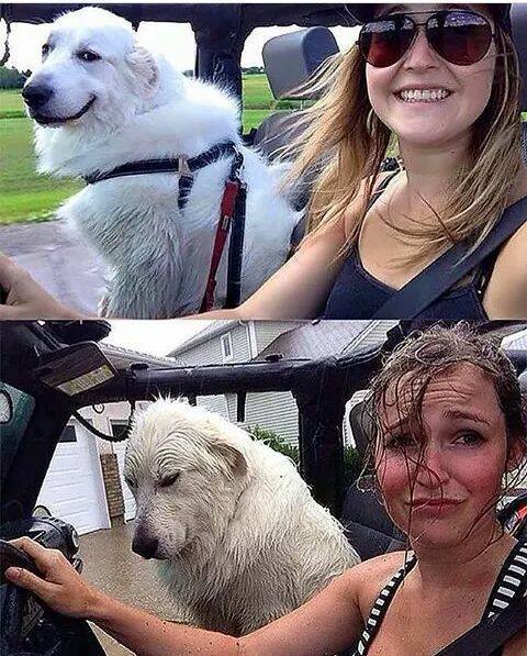 1-pics-make-you-love-dogs-even-more