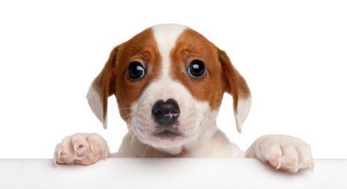 1-surprisingly-bad-dog-behaviours