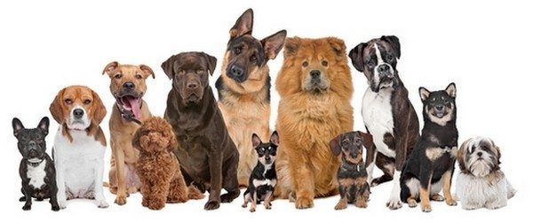Group of twelve dogs sitting in front of a white background