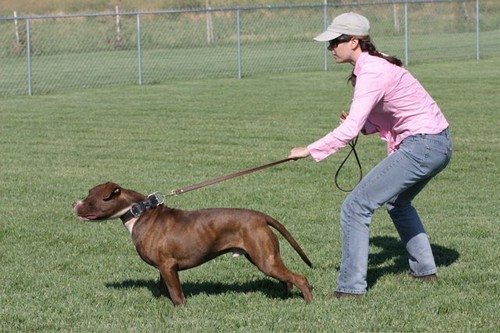 10-surprisingly-bad-dog-behaviours