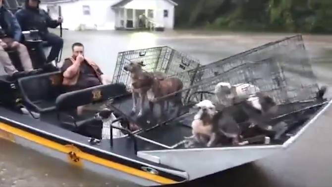 11-hurricane-irma-animals-endangered