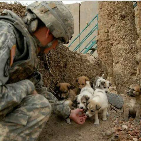 11-pics-make-you-love-dogs-even-more