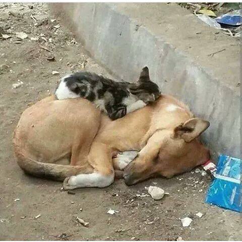 12-pics-make-you-love-dogs-even-more