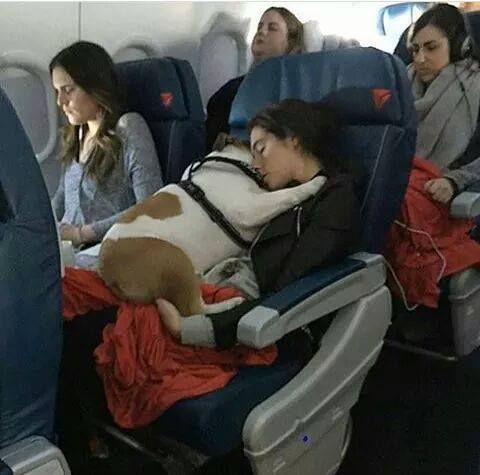 13-pics-make-you-love-dogs-even-more