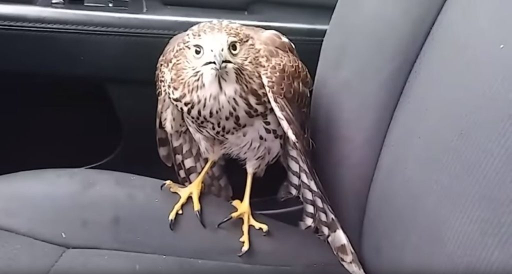 14-hurricane-irma-animals-endangered