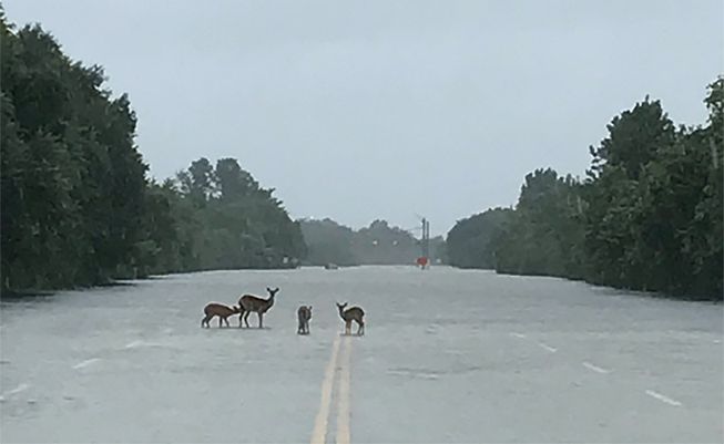15-hurricane-irma-animals-endangered
