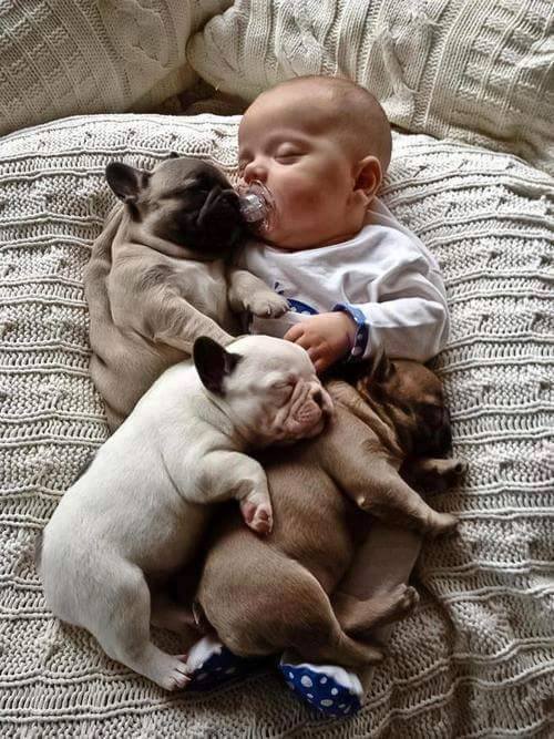 15-pics-make-you-love-dogs-even-more