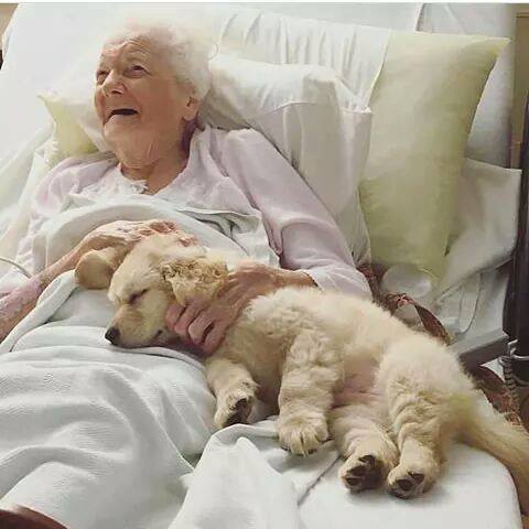 2-pics-make-you-love-dogs-even-more