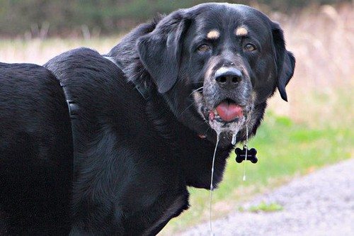 2-surprisingly-bad-dog-behaviours