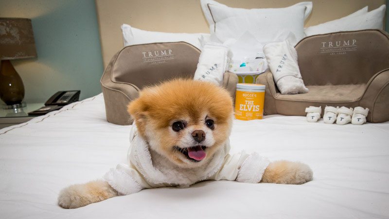 2-top-10-best-cities-america-for-your-pets