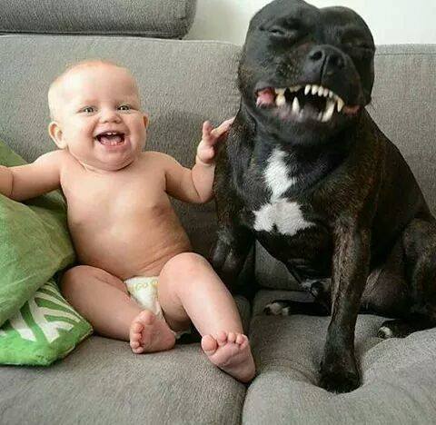 3-pics-make-you-love-dogs-even-more