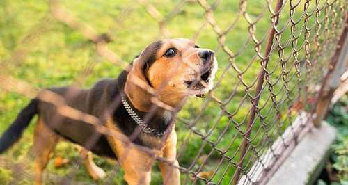 3-surprisingly-bad-dog-behaviours