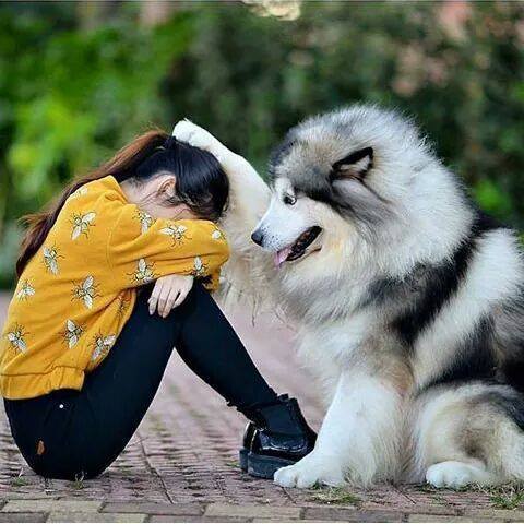 4-pics-make-you-love-dogs-even-more