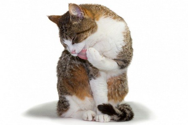 5-interesting-facts-didnt-know-about-cats