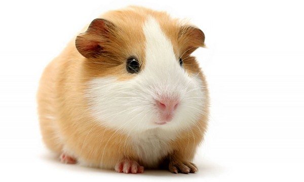 5-most-popular-animals-pets-usa