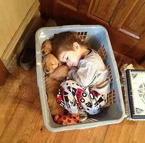 5-pics-make-you-love-dogs-even-more