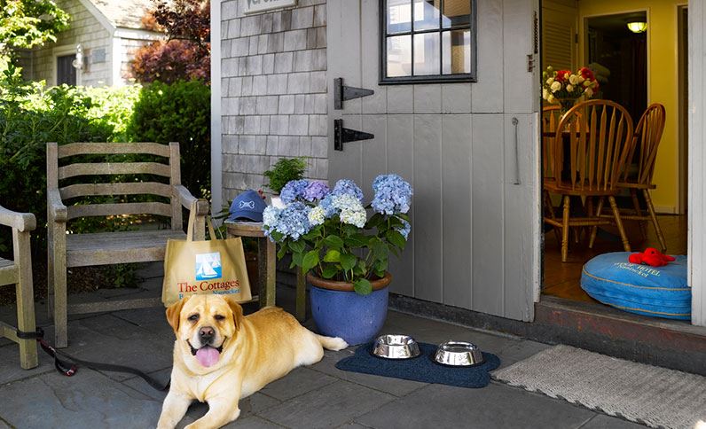 6-best-pet-friendly-hotels-usa