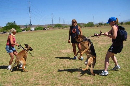 6-surprisingly-bad-dog-behaviours