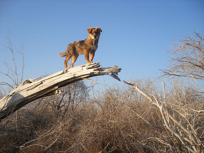 6-things-you-do-that-your-dog-hates