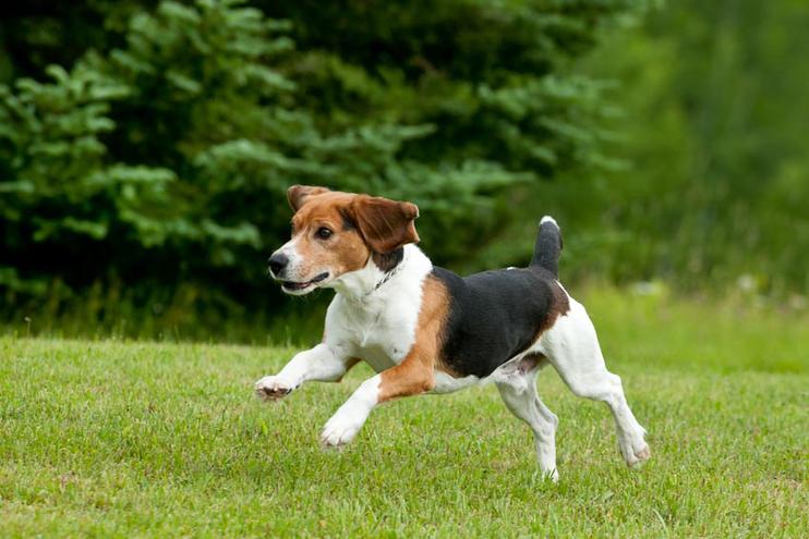 6-top-10-best-cities-america-for-your-pets