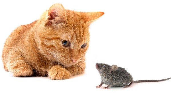 7-interesting-facts-didnt-know-about-cats