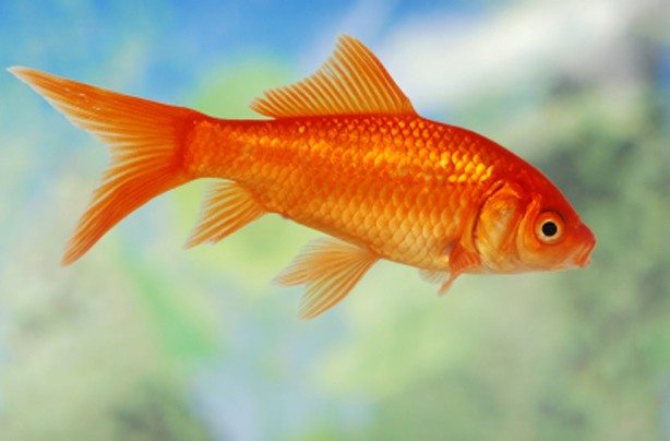 7-most-popular-animals-pets-usa