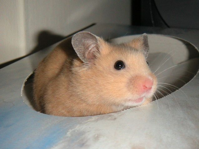 8-best-pets-for-people-suffering-from-allergies