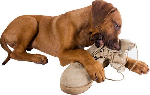 8-surprisingly-bad-dog-behaviours