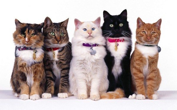 9-most-popular-animals-pets-usa