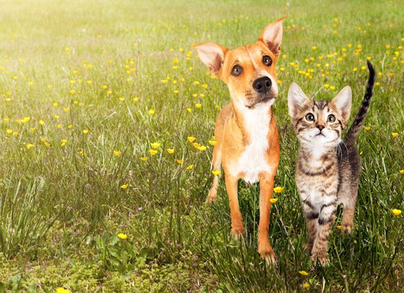 9-top-10-best-cities-america-for-your-pets