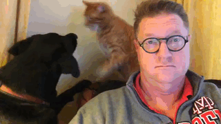 Cats&dogs-living-together-10