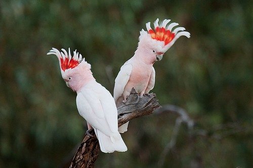 beautiful-birds-10