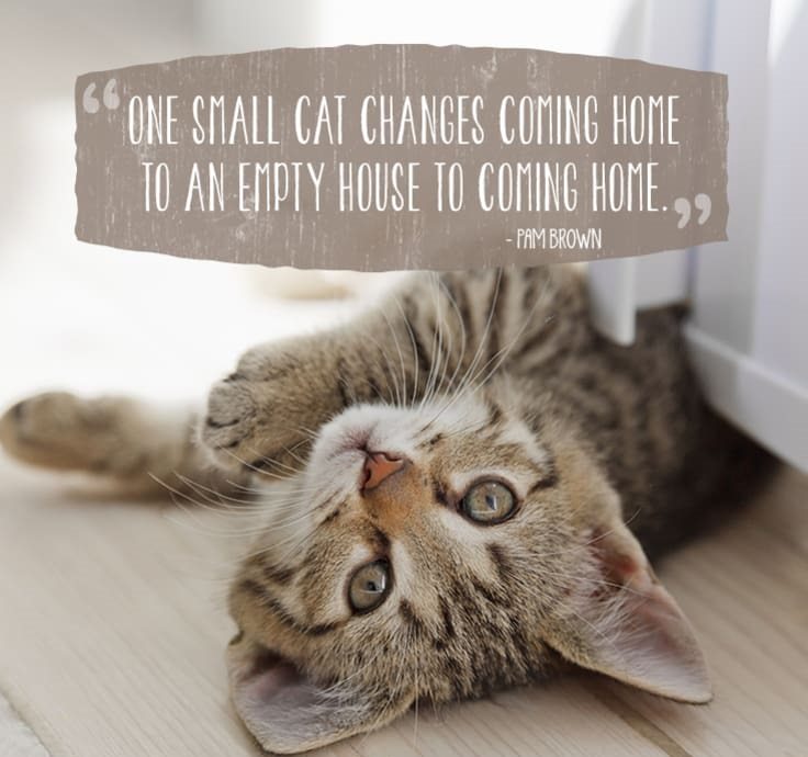 cat-quotes-1