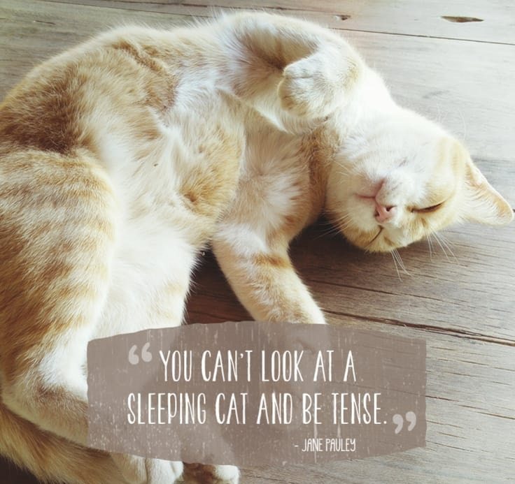 cat-quotes-2