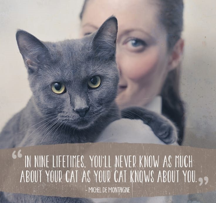 cat-quotes-3