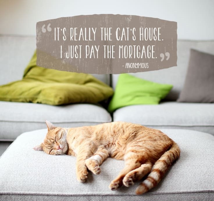 cat-quotes-4