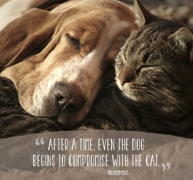 cat-quotes-5