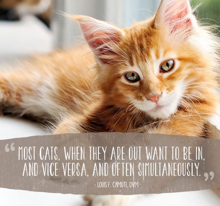 cat-quotes-8