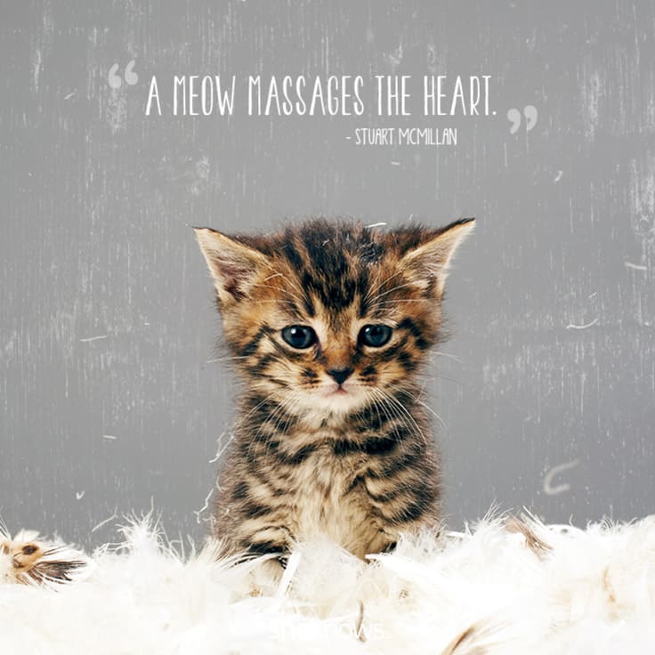 cat-quotes-9
