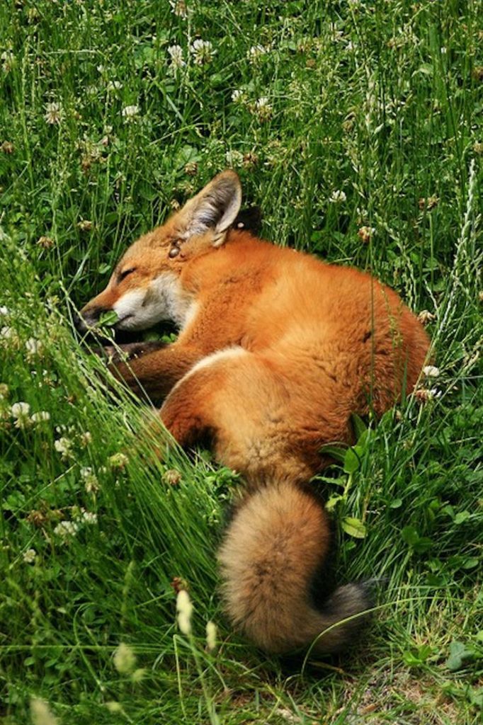 fox-facts-7