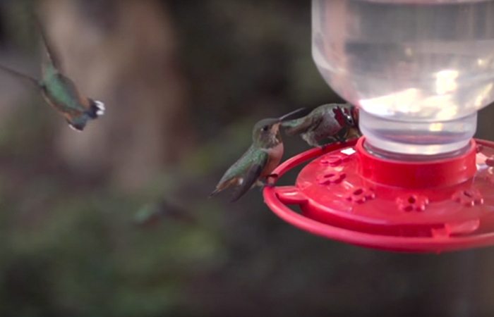 hummingbirds-7