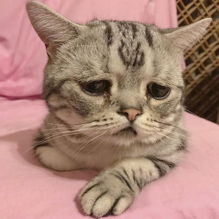 saddest-cat-1