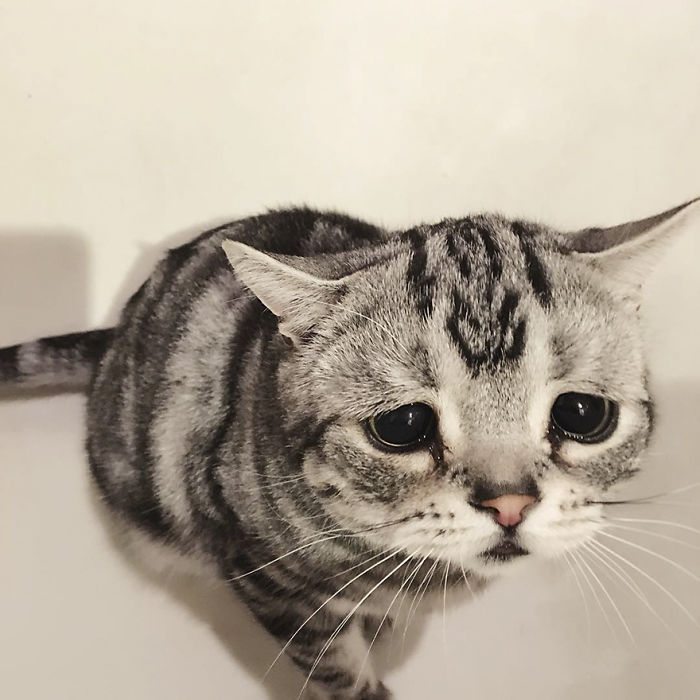 saddest-cat-10