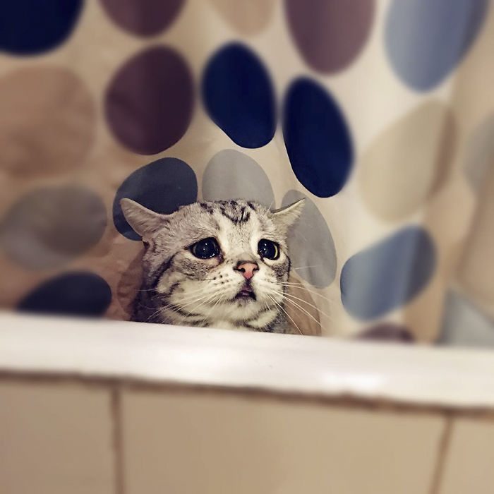 saddest-cat-6